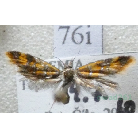 Promalactis procerella (Denis & Schiffermüller, 1775) Czech76i